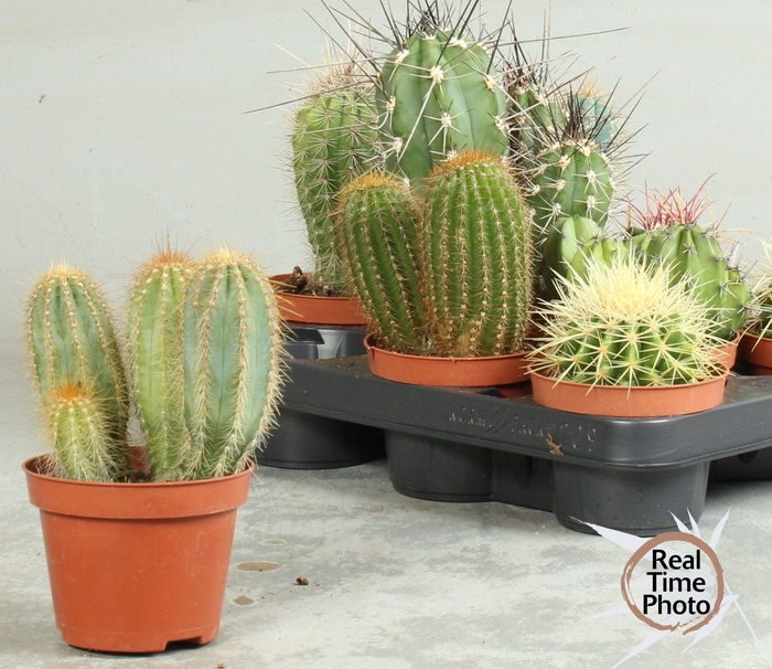 <h4>CACTUS OV</h4>