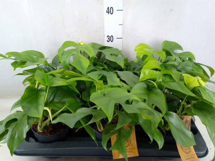 <h4>Monstera   ...</h4>