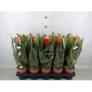 Guzmania  'Hope'