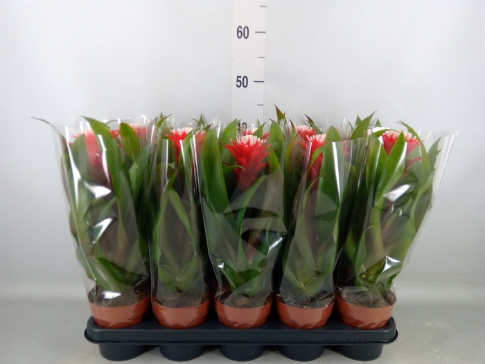 <h4>Guzmania  'Hope'</h4>