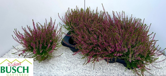 <h4>CALLU MARLIES</h4>