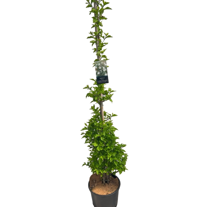 <h4>Hibiscus 'Flower Tower White' Stam 200cm</h4>