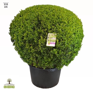 Buxus sempervirens Bol 100
