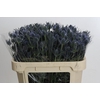 Eryngium Blue Dynamite