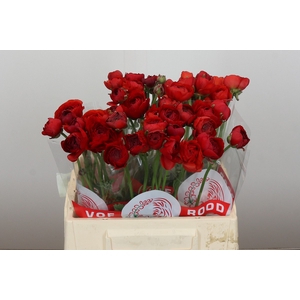 Ranunculus Elegance Red