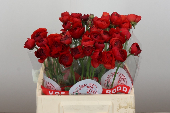 <h4>Ranunculus Elegance Red</h4>