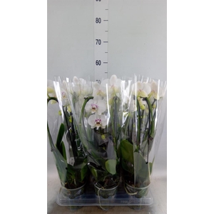 Phalaenopsis  'Elegant Cascade'