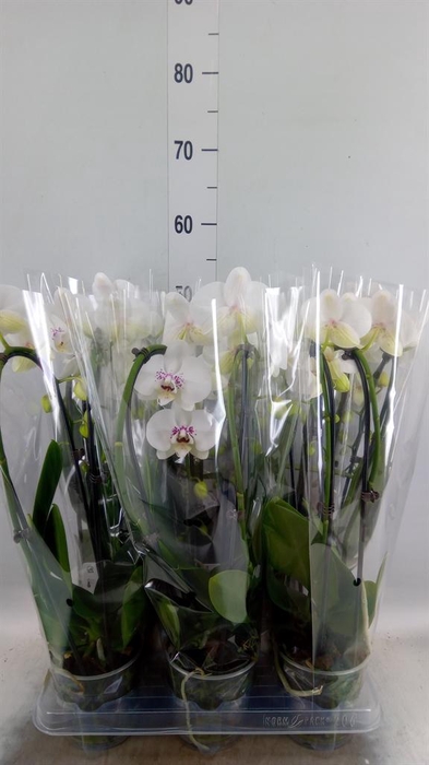 <h4>Phalaenopsis  'Elegant Cascade'</h4>