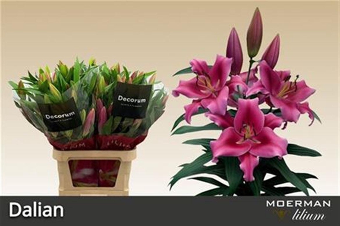 <h4>Li Ot Dalian 5+</h4>