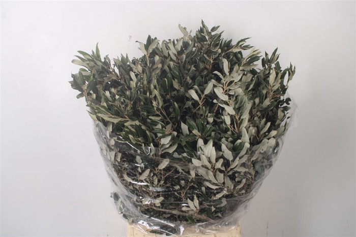 <h4>Steeneik Per Bunch</h4>