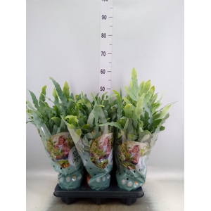 Phlebodium aureum 'Blue Star'