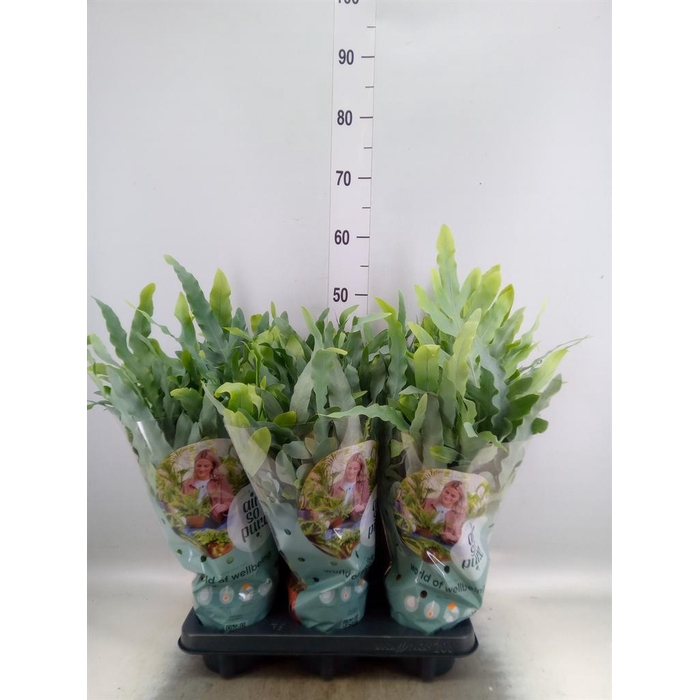 <h4>Phlebodium aureum 'Blue Star'</h4>