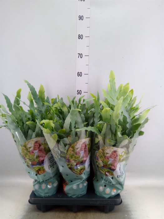 Phlebodium aureum 'Blue Star'