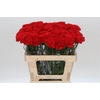 Dianthus St Arona