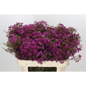 Chamelaucium Purple Rain