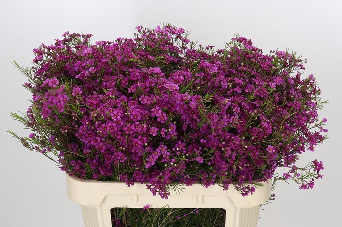 <h4>Chamelaucium Purple Rain</h4>