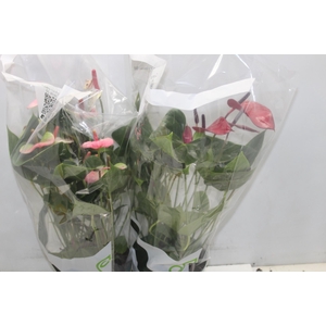 ANTHURIUM VARIADO P17