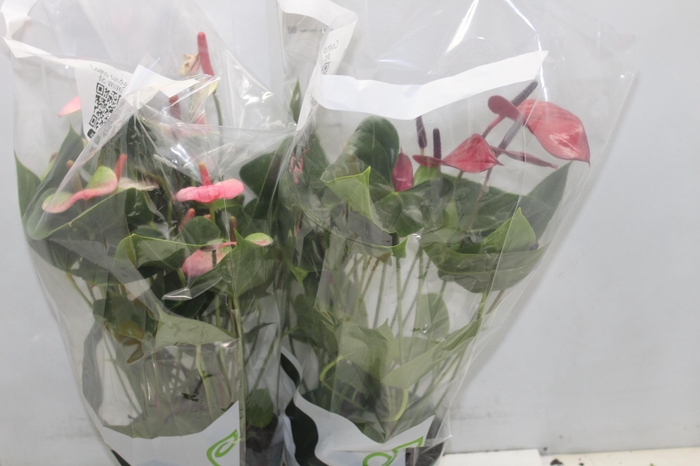 <h4>ANTHURIUM VARIADO P17</h4>