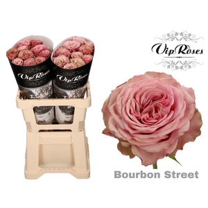 R GR BOURBON STREET x 20