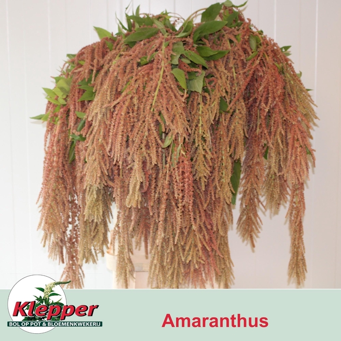 <h4>AMAR CA CORAL FOUNTA</h4>