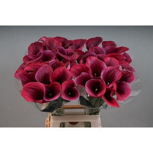 CALLA CAPTAIN PROMISE ZANT CAPT PRO