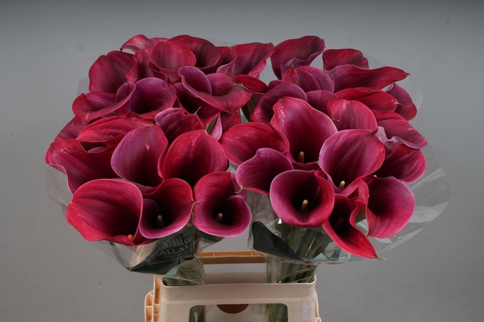 <h4>CALLA CAPTAIN PROMISE ZANT CAPT PRO</h4>
