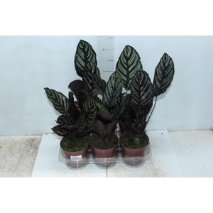 CALATHEA ORNATA P12