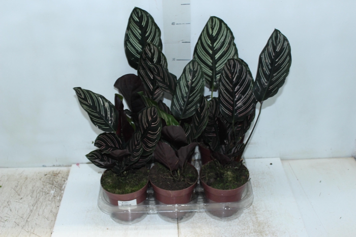 <h4>CALATHEA ORNATA P12</h4>