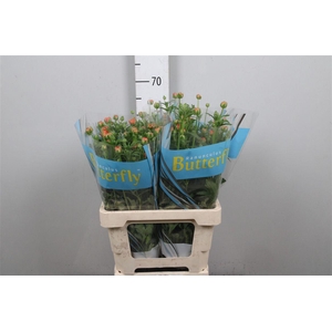 Ran Butterfly Vestalis