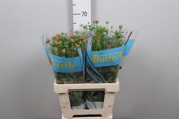 <h4>Ran Butterfly Vestalis</h4>