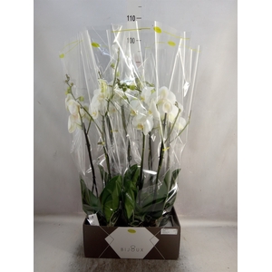 Phalaenopsis   ...white