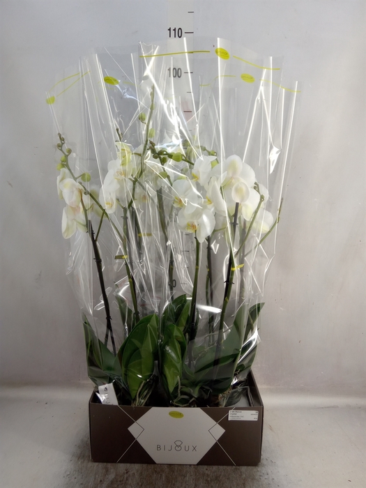 Phalaenopsis   ...white