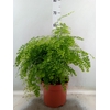 Adiantum raddi. 'Fragrans'