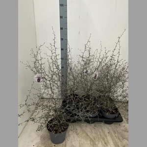 COROKIA COTONEASTER
