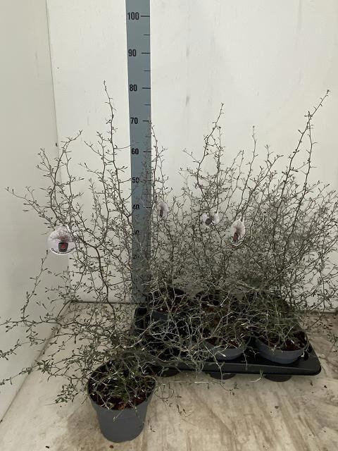 <h4>COROKIA COTONEASTER</h4>