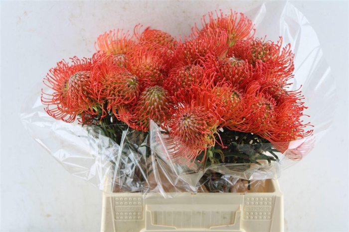 <h4>LEUCO CO SUCCESSION</h4>