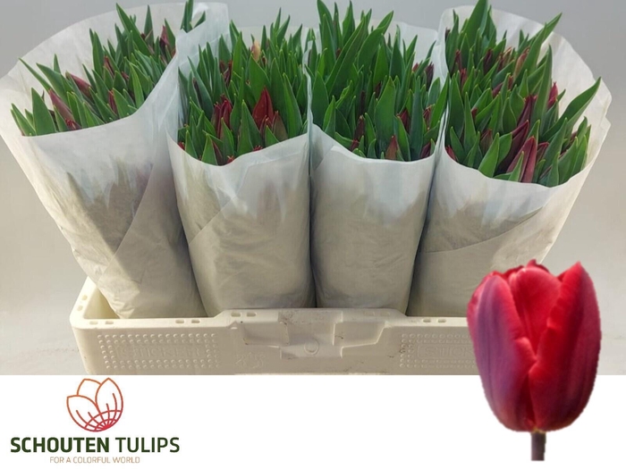 <h4>TU EN RED GOLD</h4>