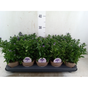 Aster N-B 'Showmakers Blue Bayou'