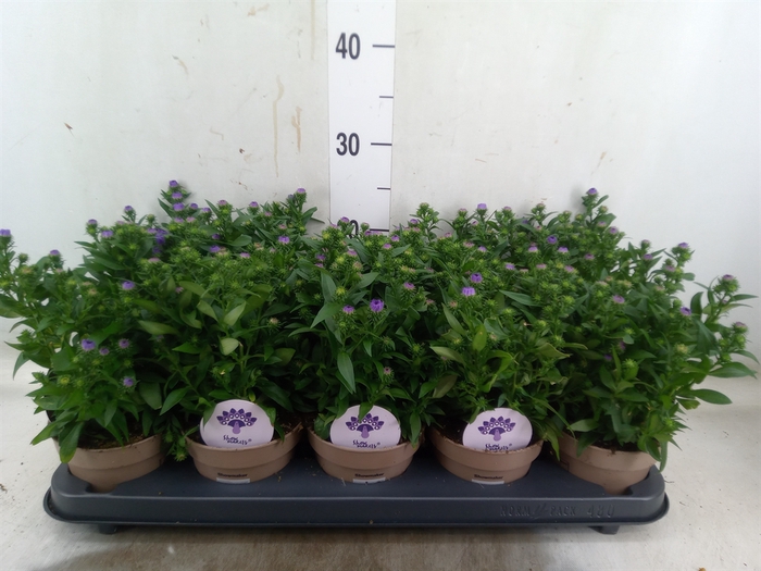 <h4>Aster N-B 'Showmakers Blue Bayou'</h4>