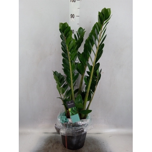 Zamioculcas zamiifolia