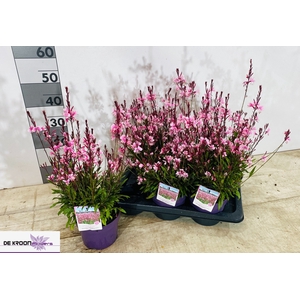 GAUR LI GAUDI L PINK