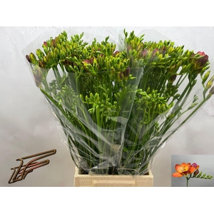 Freesia enk Acapulco