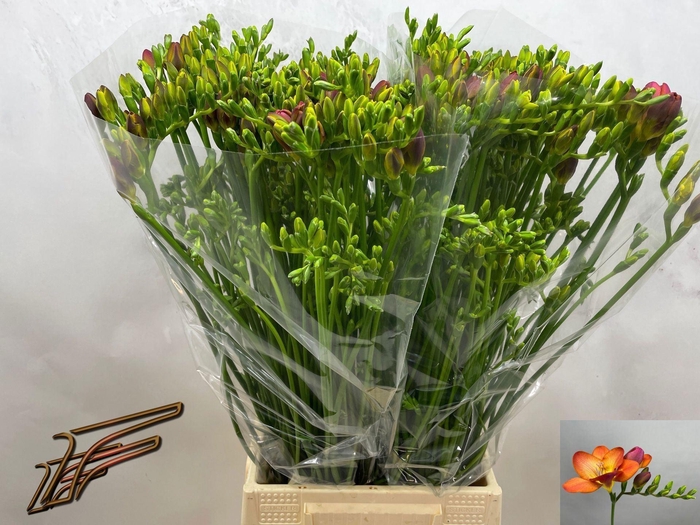 <h4>Freesia enk Acapulco</h4>