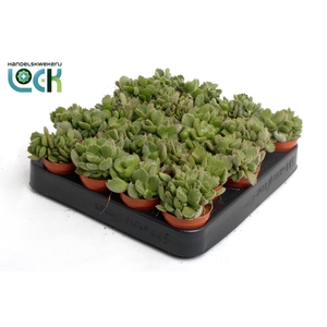 Cotyledon Ladismithiensis tanz