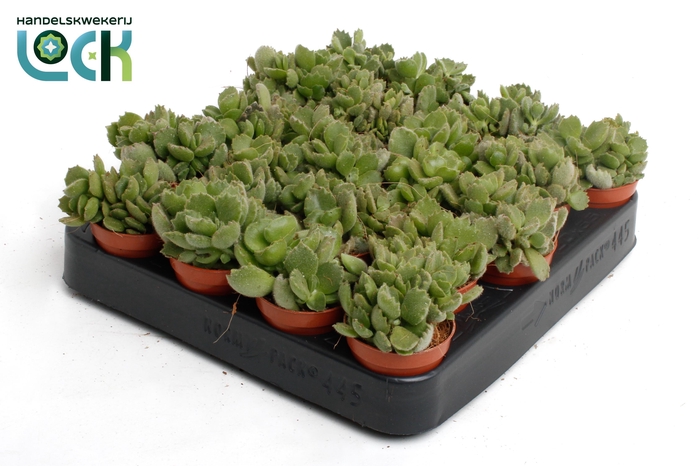 <h4>Cotyledon Ladismithiensis tanz</h4>