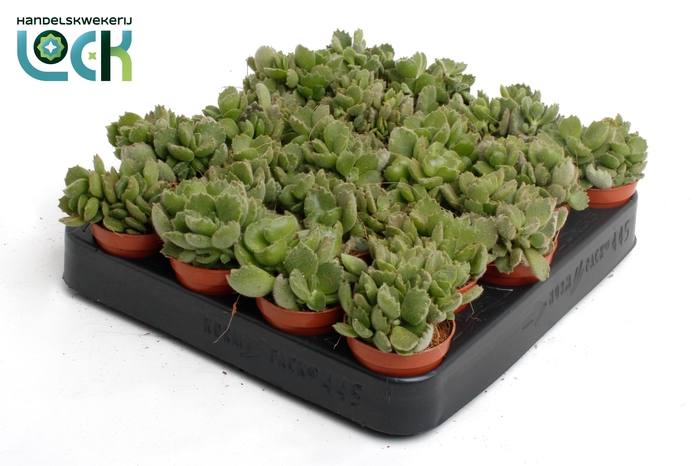 <h4>Cotyledon Ladismithiensis tanz</h4>