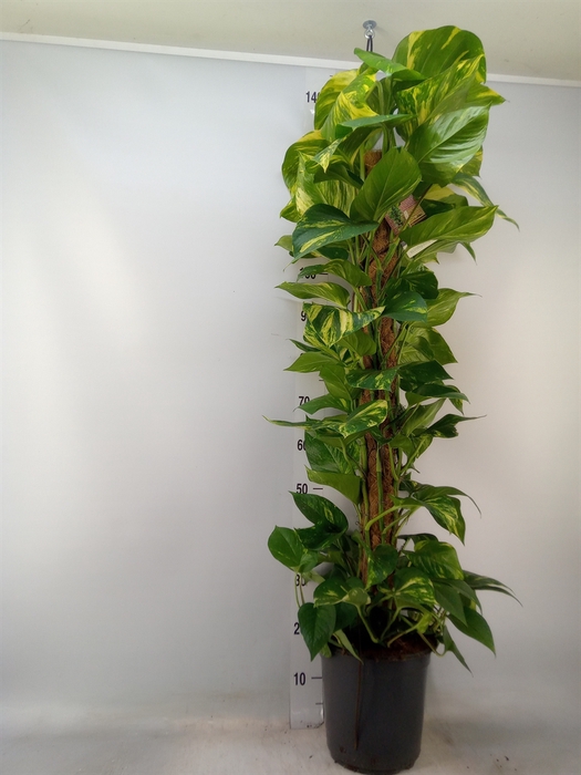 <h4>Epipremnum pinn.   ...moss stick</h4>