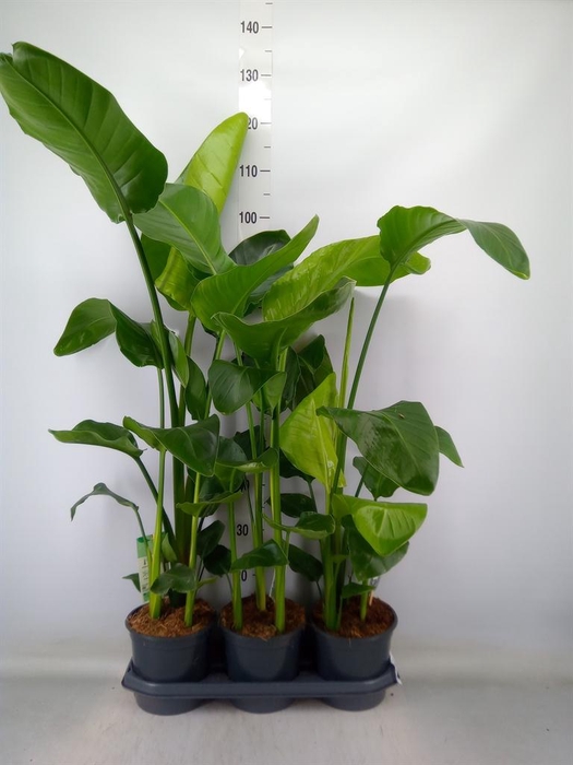 <h4>Strelitzia nicolai</h4>