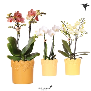 Kolibri Orchids Phalaenopsis mix 2 spike in Fruity yellow mix