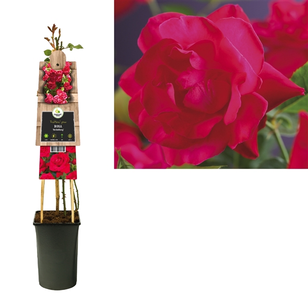 <h4>Rosa 'Heidelberg' +3.0 label</h4>